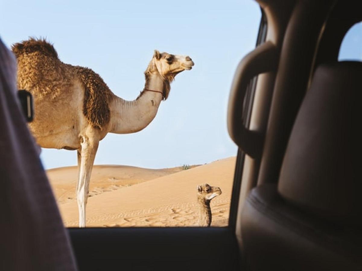M'Hamid Desert Camp Tours Екстериор снимка
